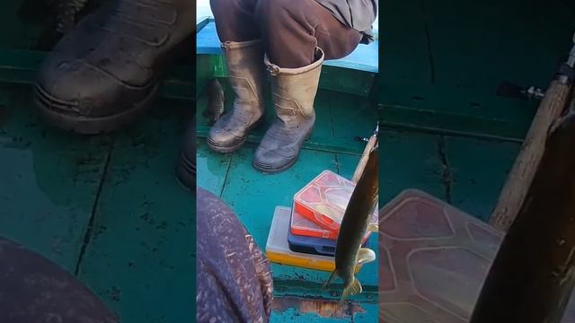 Щука #рыбалка
