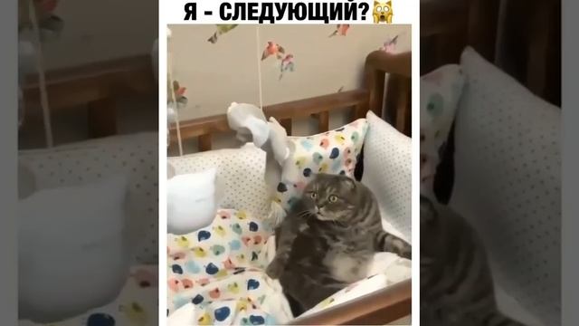 Кот удивляется крутящимся игрушкам