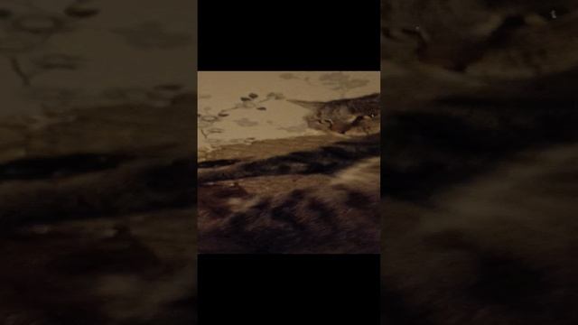Братишка я тебе покушать принёс