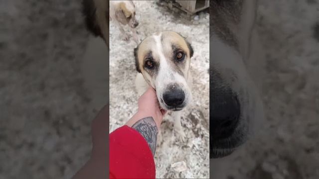 Спасен из отлова, нужен куратор