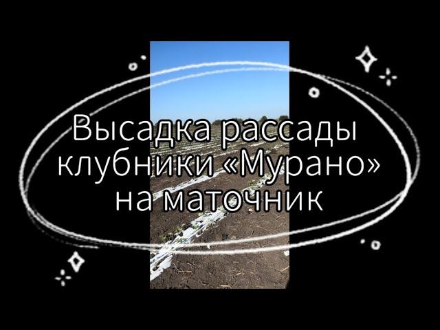 Высадка 3,5 га сорта клубники «Мурано» на маточник | 2023
