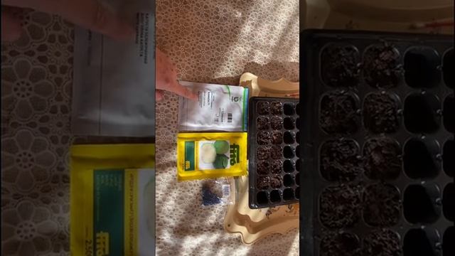 Белокочанная и цветная капуста, от семечек до плода.