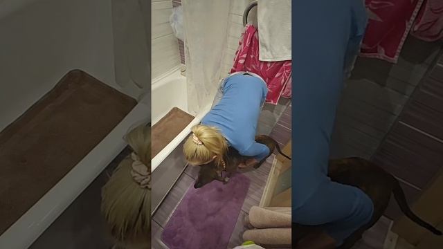 Результаты обучения на курсе "Искусство общения с собакой"