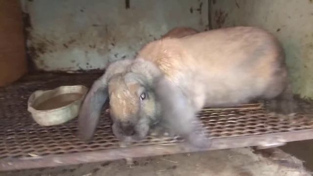 Продажа. Самцы Французского барана. 3 и 3.5 мес. Родители в окрасе мадагаскар. 8(952)83-63-214