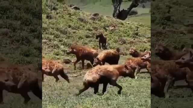 LION EATING HIS PREY IS CORNERED BY HYENAS AND JACKALS