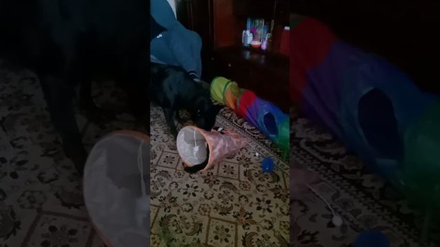 Изучение новой игрушки... ;-)