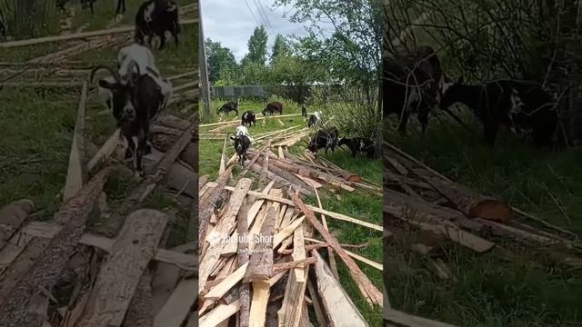 Мои помощники козочки