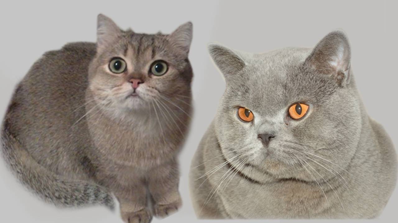 Кошачьи будни