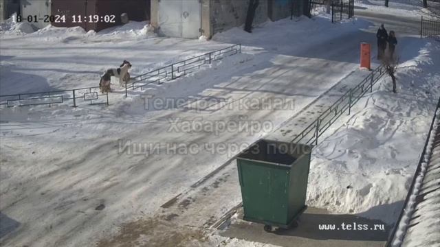 Проявление территориальной и пищевой агрессии бродячих собак.