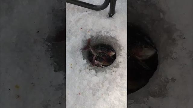 1000025198.mp4