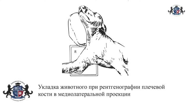 Урок 11. Укладка животного при рентгенографии пояса грудных конечностей. Плечевая кость