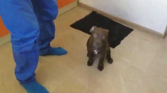 Кормление собаки