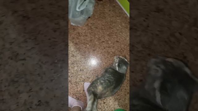 Кошка говорит мама
