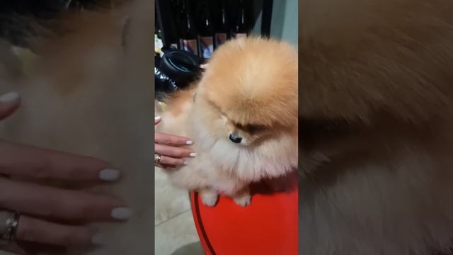 КОТИК МУРЧИТ