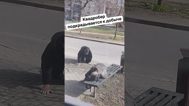 ля какой квадробер