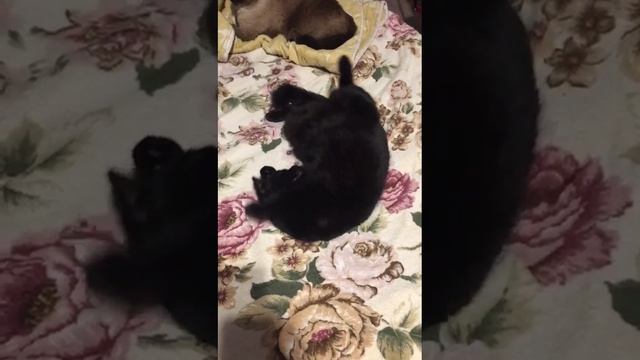 Как делает тигр? Кот Марсель.Или просто Масик