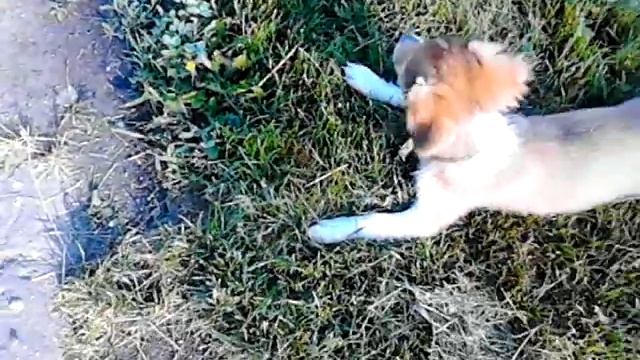 Собачка , приносящая счастье в дом)))))
