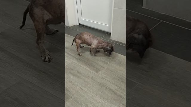 Эту старушку нашли в мусорном баке!