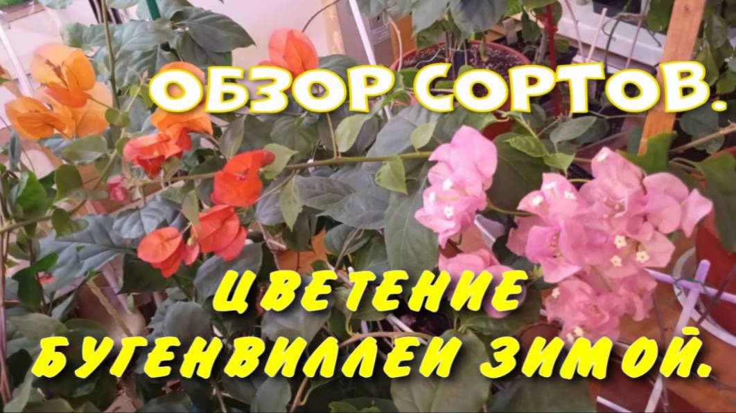 БУГЕНВИЛЛЕИ ЦВЕТЕНИЕ ЗИМОЙ. ОБЗОР СОРТОВ.