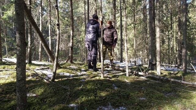 Сделали солонец, чуть не ушли под лед, засняли 8 кабанов