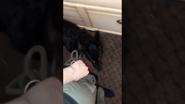 Важные нюансы про поводок. "Ставим" руку. Часть 2