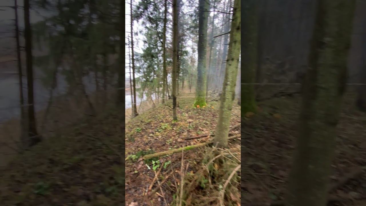УБЕЖИЩЕ В ГЛУХОМ ЛЕСУ