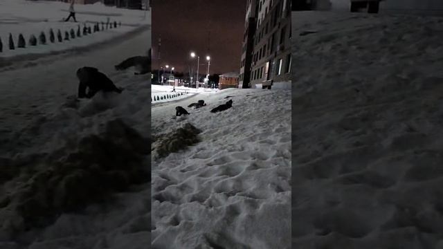 зима в городе