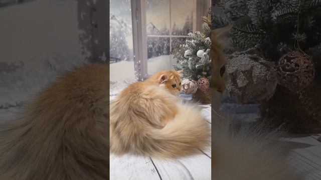 Ах,какой очаровательный и красивый малыш💞🫠Какой пушистый а глазки какие,прям загляденье 😍❤Чудо!!!
