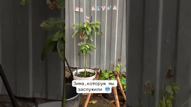 Зима в Краснодаре