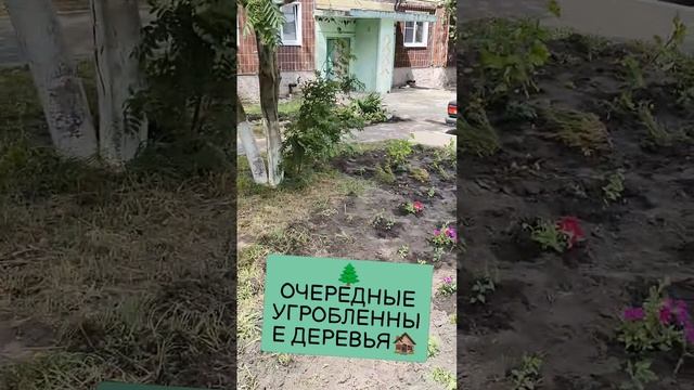 🌲ОЧЕРЕДНЫЕ УГРОБЛЕННЫЕ ДЕРЕВЬЯ🏚️