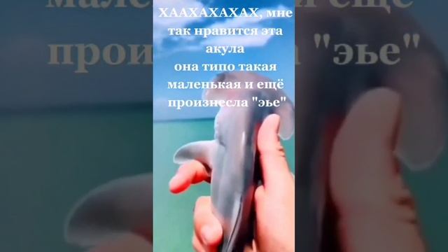 Акула заговаривает😂 #акулёнок #акула