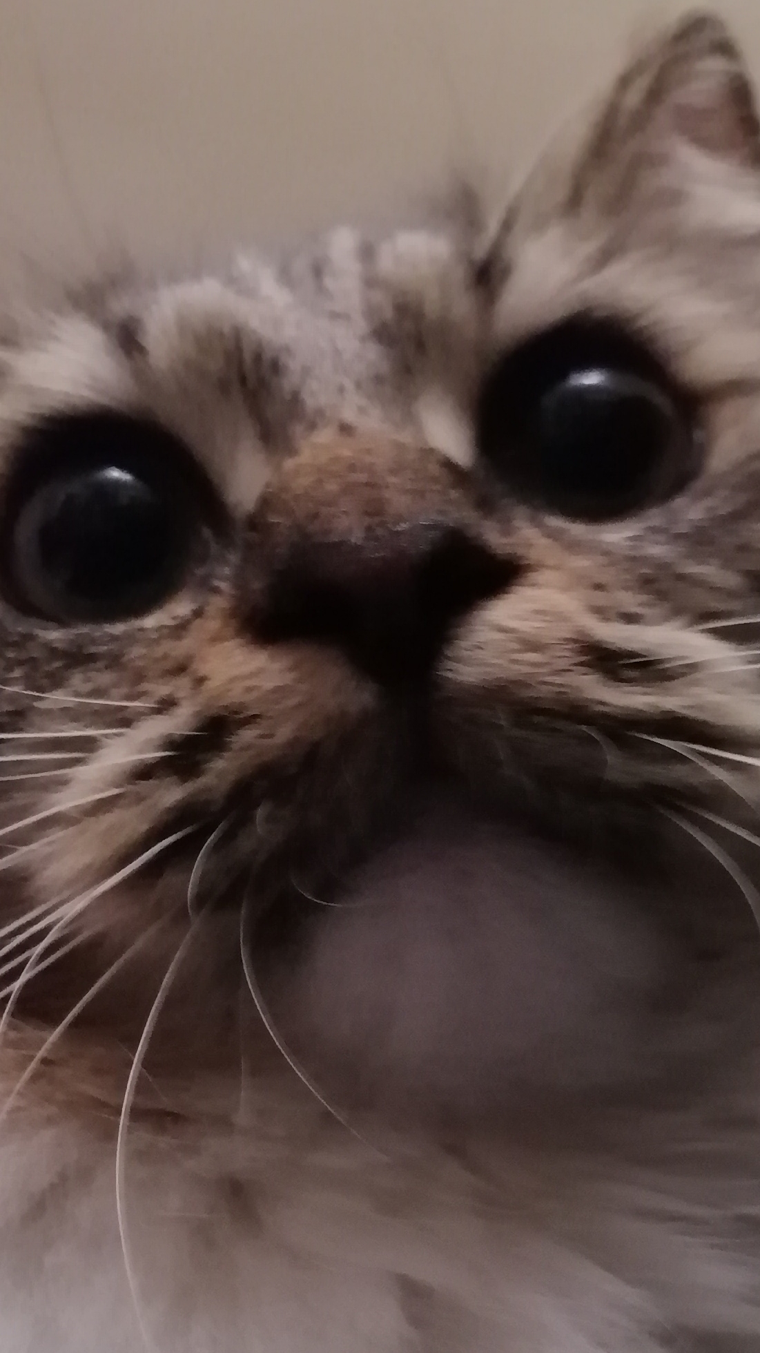 scene_output.mp4