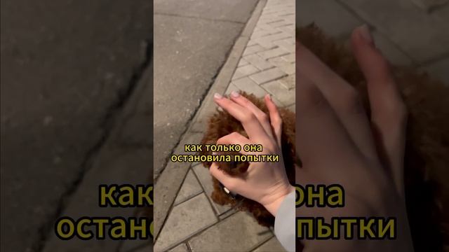 сталкивались с такой проблемой? #shorts #собака #животные