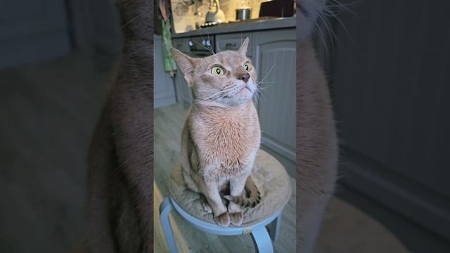 Сижу, думаю, а что мне подарят на Новый год #скороновыйгод