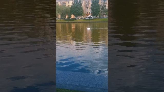 ВикТория на Лебединном озере #астрахань