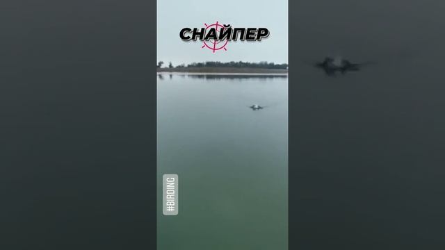 Birding