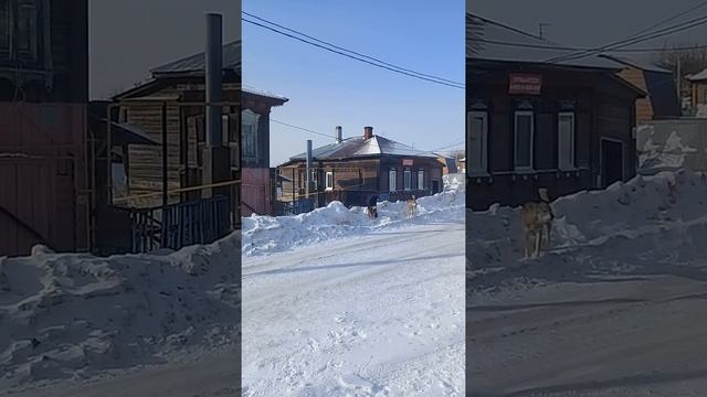 Напали собаки в Уфе