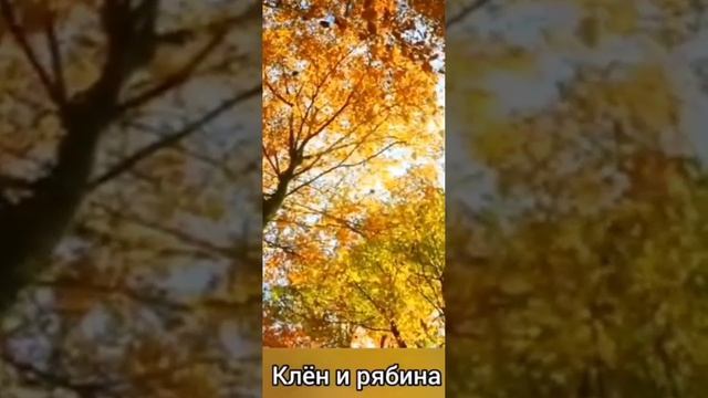 Video.Guru_20241210_134436685.mp4