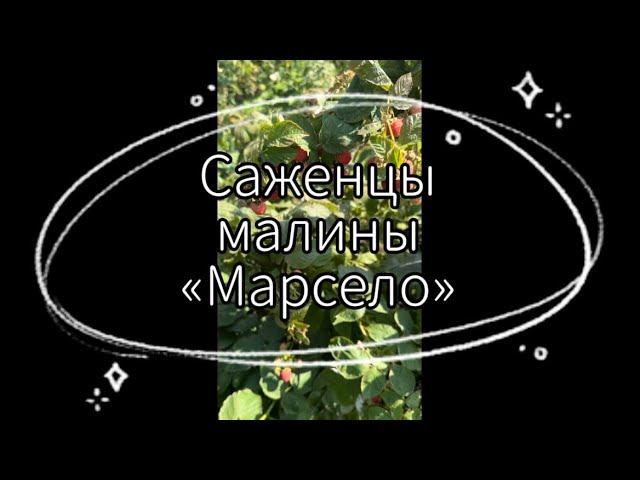 Саженцы малины «Марсело» | Ягода | 2023