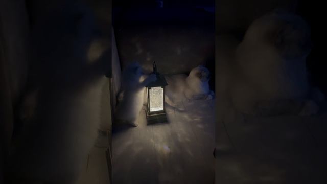 Котяточки