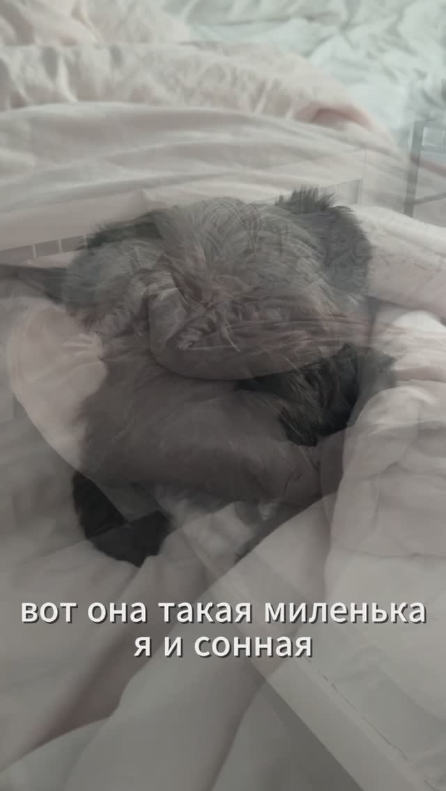 Утро с Эбигейл #утро#детям#животные