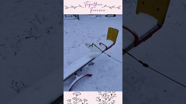 petal_20241212_094526.mp4