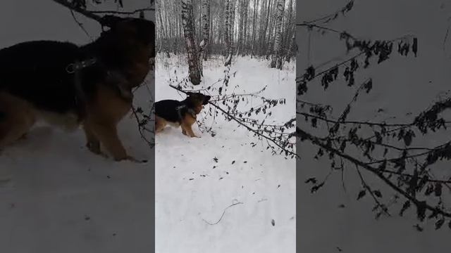 Немец на прогулке