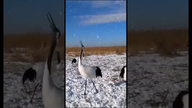 Илнур Ишембаев - Торналар