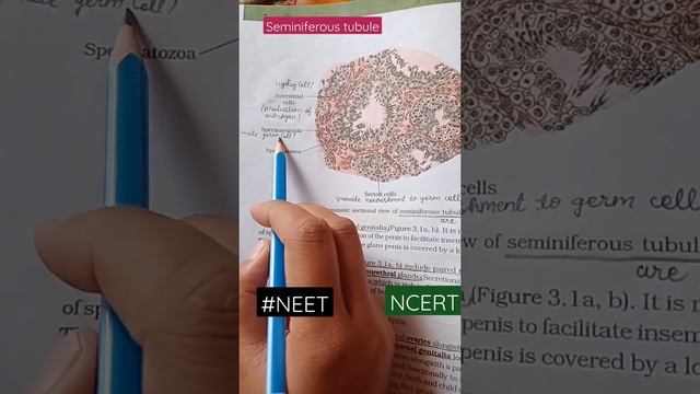 Seminiferous Tubule/ Diagrammatic sectional view