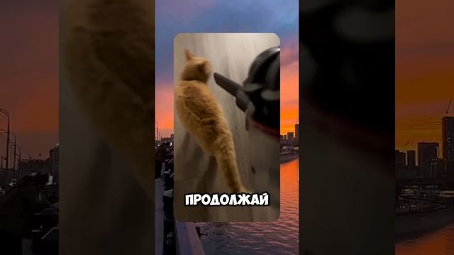 Смешные видео | Вирусные видео | С ОЗВУЧКОЙ | Смешные коты | Приколы с животными | #romeobarskiy