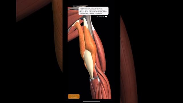 ШПАРГАЛКА.Миология.Мышцы плеча #shorts #anatomy