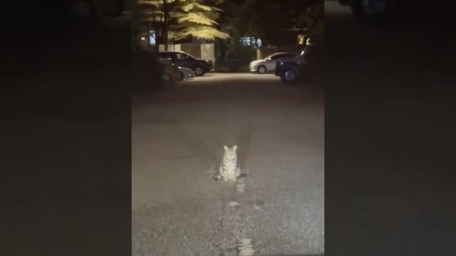! Двач @dvachannel @rand2ch @ru2ch_ban.mp4