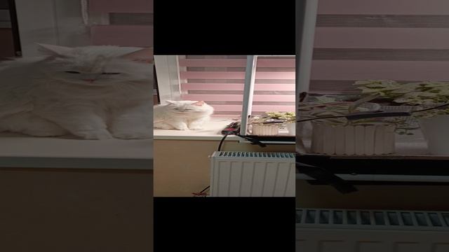 1000007027.mp4