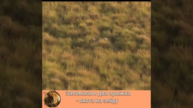 ЗАЛОМАЛИ в ДВА ПРЫЖКА - ОХОТА на ЗЕБРУ